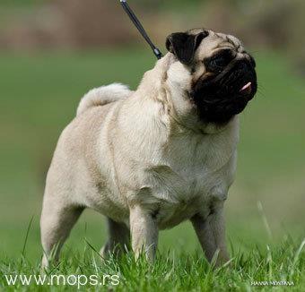 Mops stenci sampionskog porekla