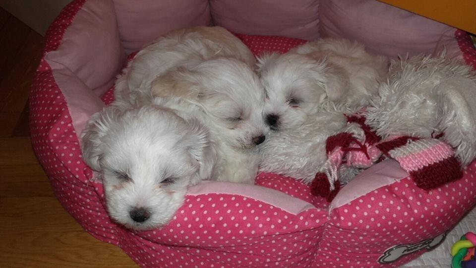 Maltezer