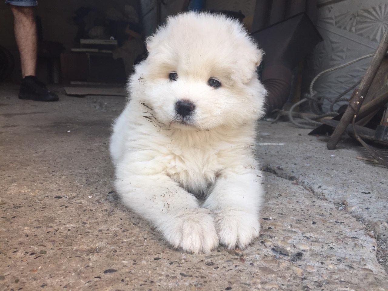 Sibirski-samojed-štenci