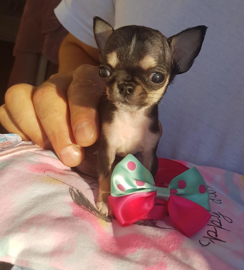 Mini-čivava