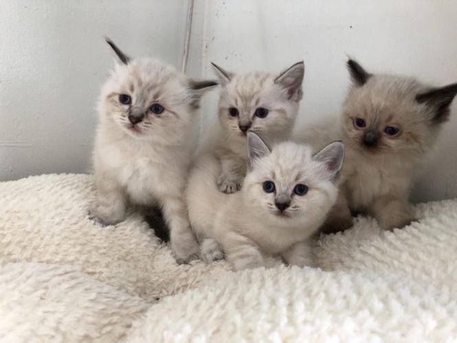 Zapanjujući Ragdoll mačići