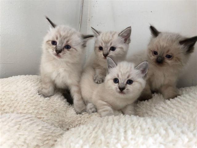 ragdoll macke
