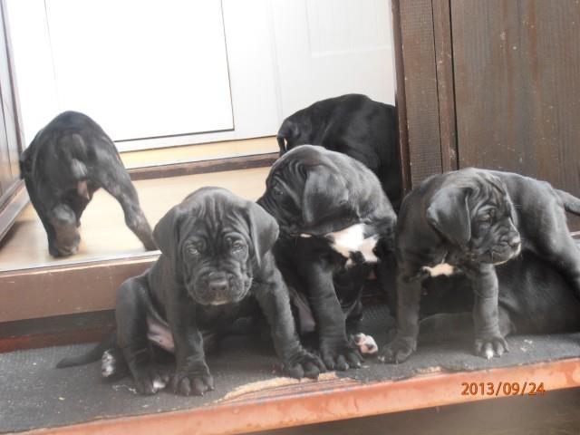 Cane corso štenci