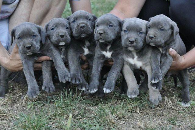 Cane Corso štenci