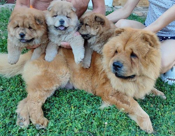 Chow-Chow prelepi štenci 