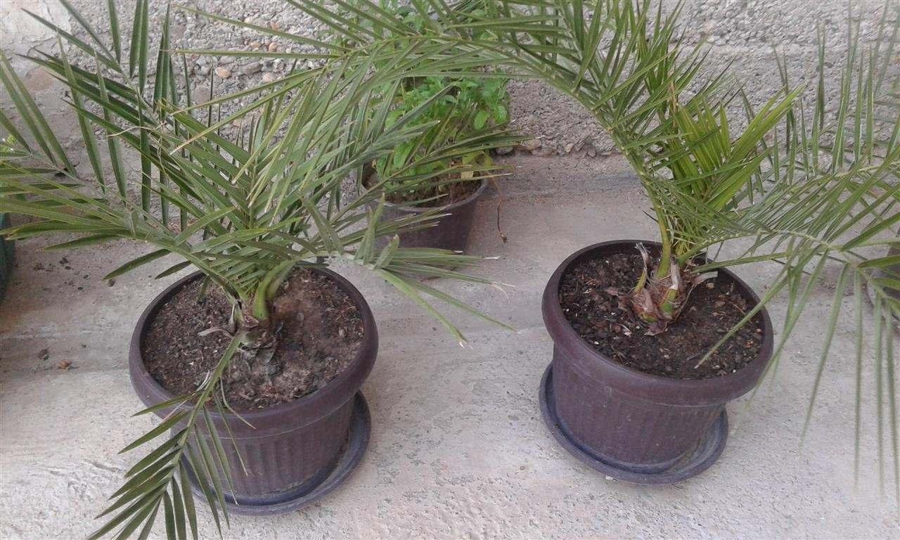 Palme