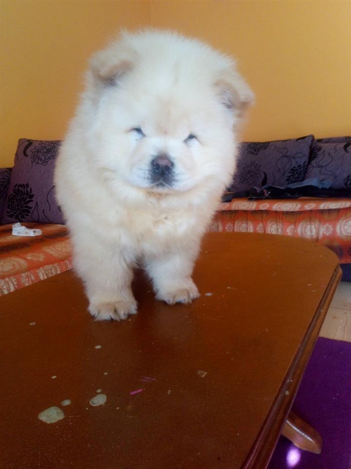 Chow-Chow-stenci