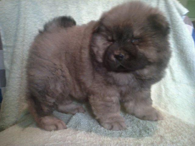 Chow Chow stenad