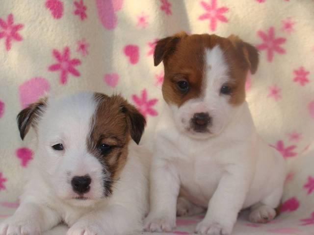 Jack-Russell-terrier-