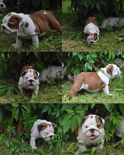 Engleski-buldog-