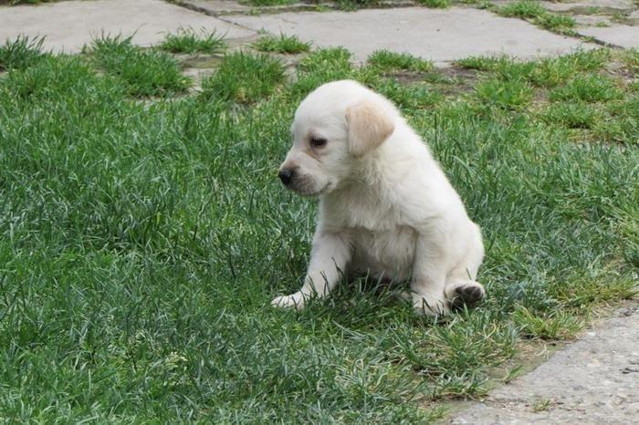Stenad-labrador-retrivera