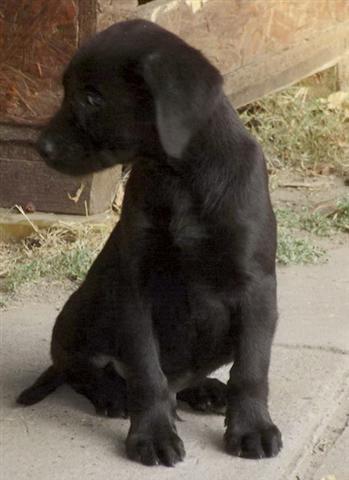 Labrador-retriver-štenad