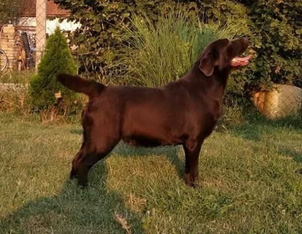 Labrador-Retriver--štenci