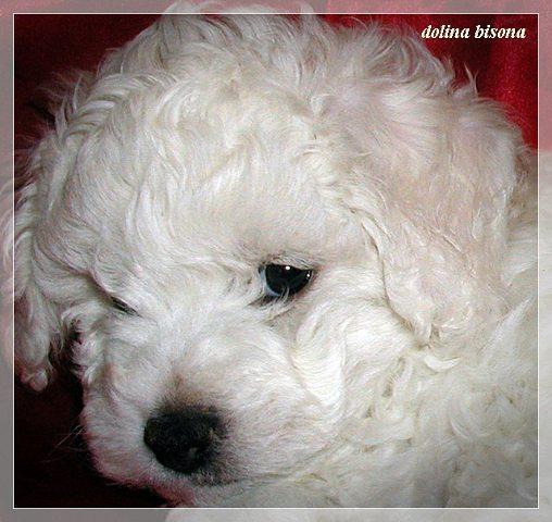 BIsoni--Frise--Kovrdzavi-