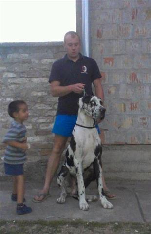 Nemacka-Doga