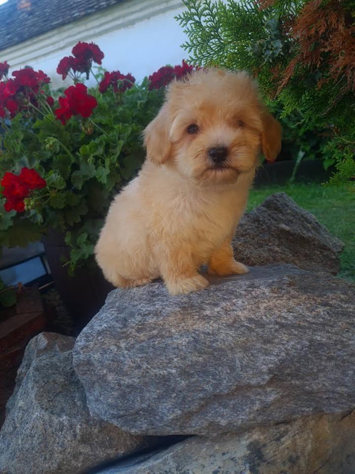 Maltipoo-štenci--