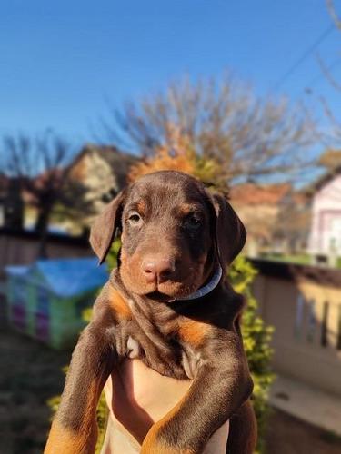 Doberman stenci