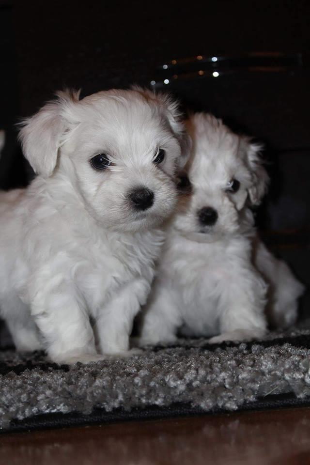 Mini-maltezer-štenci