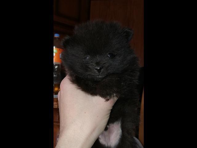 Pomeranski-spic