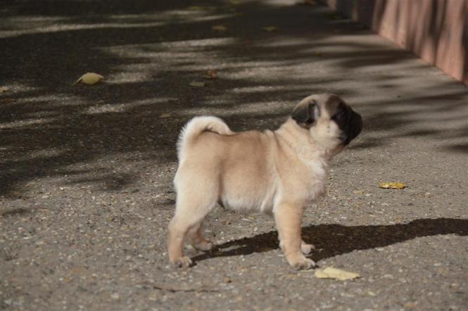 Mops stene