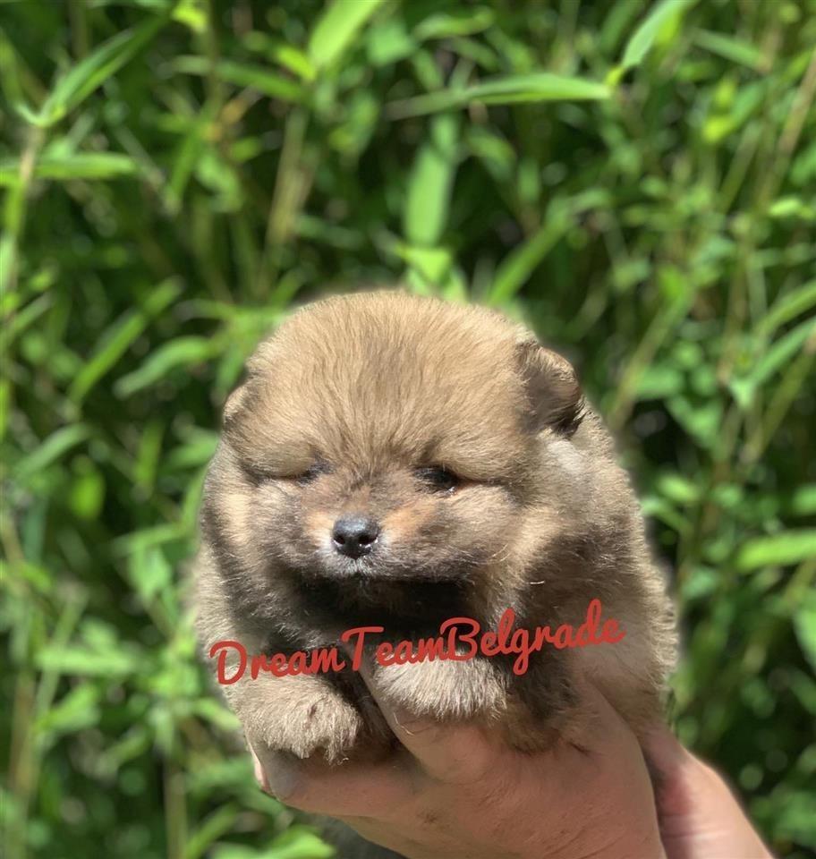 Pomeranac