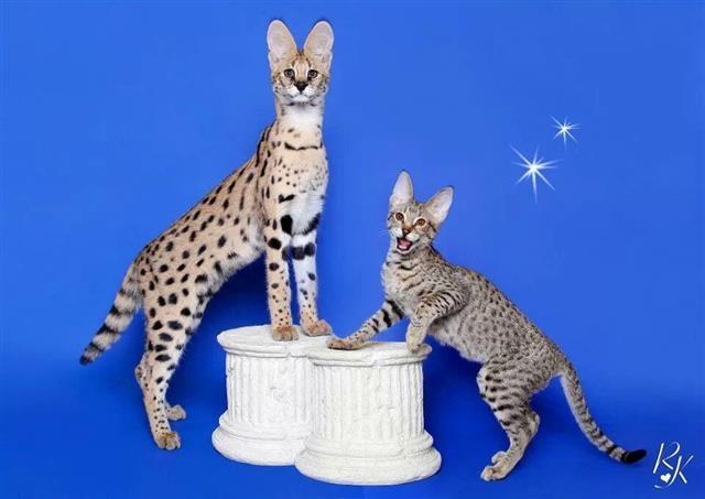Savannah-macici-kittens