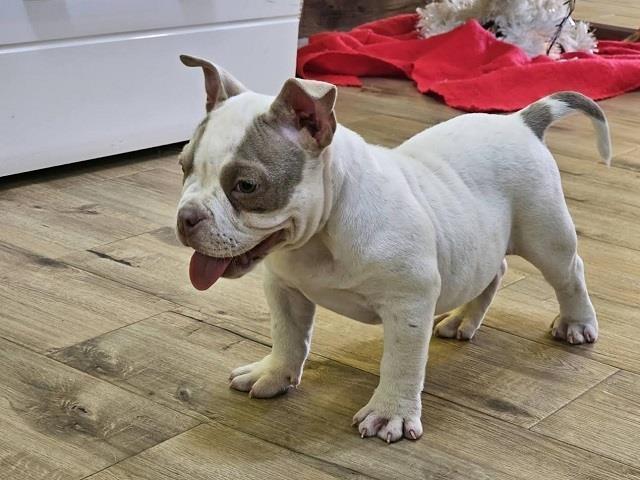 American-bully-micro-pocket