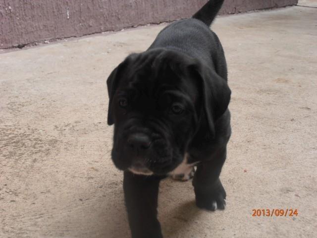 Cane-corso-štenci