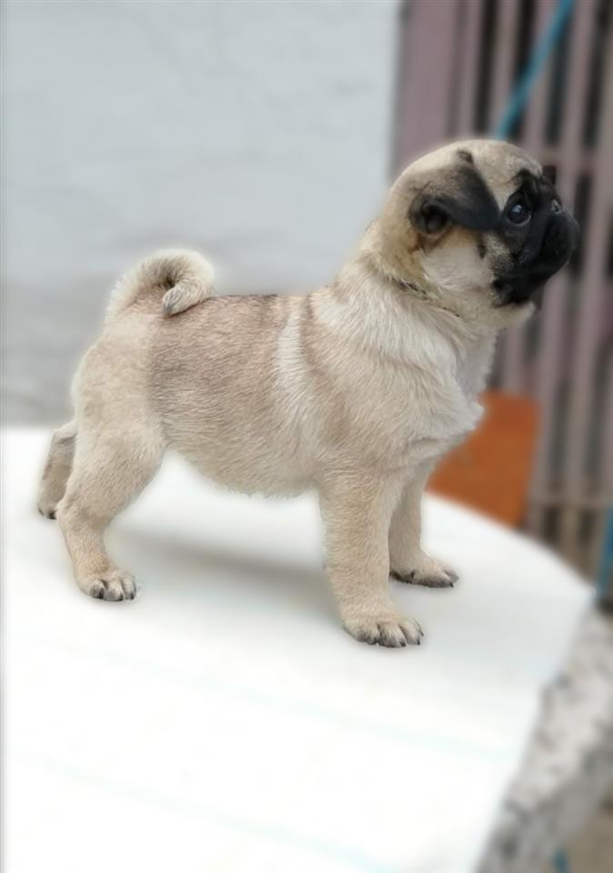 Mops-žensko-štene