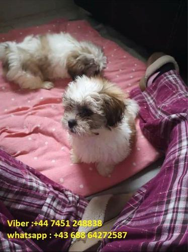Shih Tzu štenci