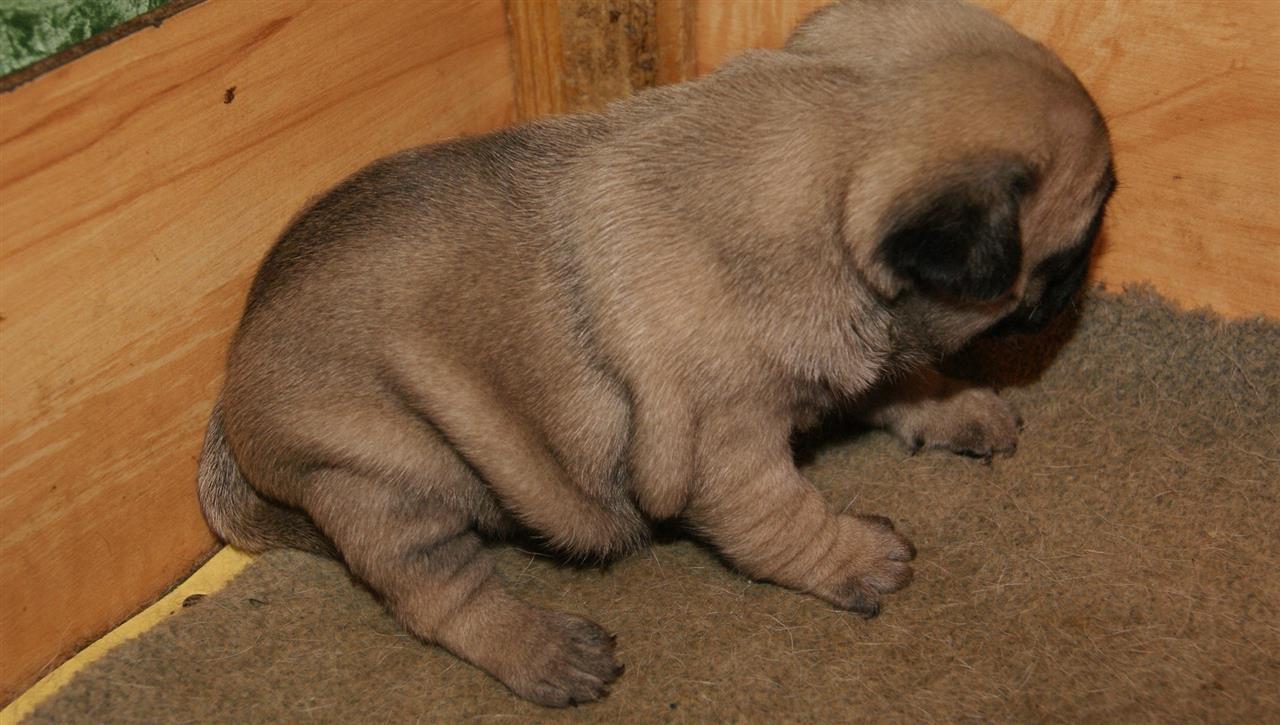 Mops-musko-stene